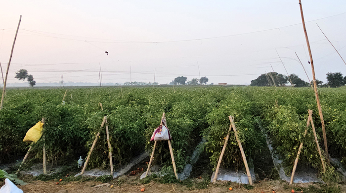 গোয়ালন্দে ফসল রক্ষায় কারেন্ট জাল ব্যবহার॥মারা হচ্ছে পাখি!